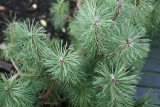 Pinus mugo RCP1-2013 103.JPG